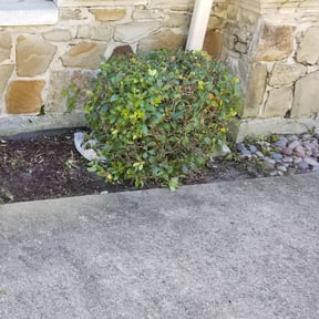 Bush Trimming by bardales lawnscaping reviewed on August 21, 2025