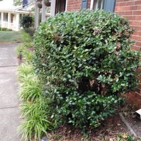 Bush Trimming by Keith Dalke reviewed on August 18, 2025