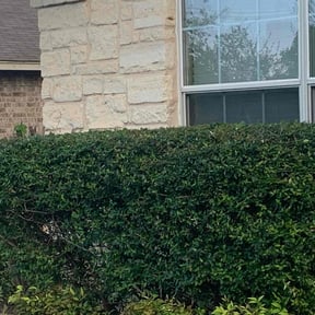 Bush Trimming by Davis Landscaping reviewed on August 15, 2025