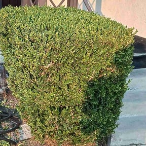 Bush Trimming by Red Maple Lawn Care reviewed on August 21, 2025