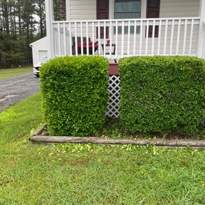 Bush Trimming by MTD Lawncare & Maintenance reviewed on August 19, 2025