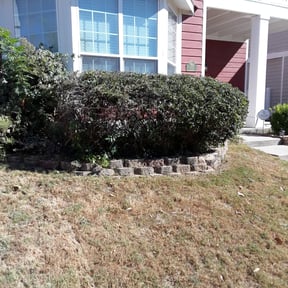 Bush Trimming by King Family Acquisition & Management reviewed on August 16, 2025