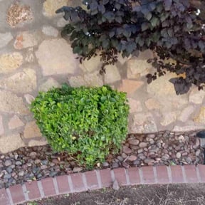 Bush Trimming by JHM Services LLC reviewed on July 3, 2025