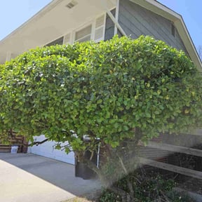 Bush Trimming by Exquisite Lawn & Grounds reviewed on August 20, 2025