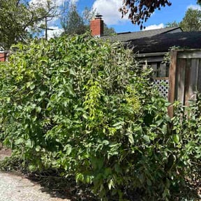 Bush Trimming by Pargul reviewed on November 23, 2025