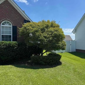 Bush Trimming by Red State Landscape reviewed on November 22, 2025