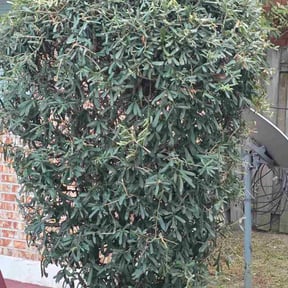 lawn service by Parrish Lawn Service (Duplicate) reviewed on November 9, 2017