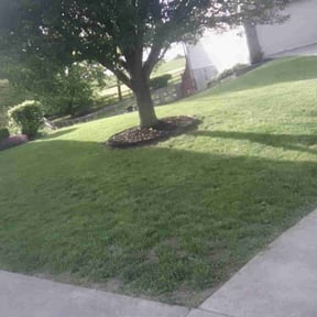 Bush Trimming by B&M Paradise services LLC reviewed on August 19, 2025