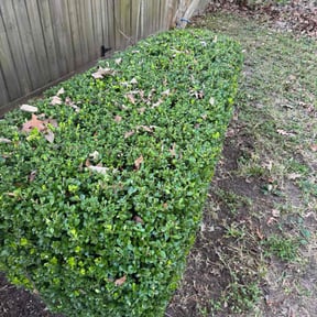 Bush Trimming by Meticulous Mows reviewed on December 10, 2025