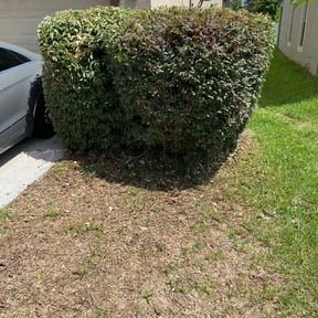 Bush Trimming by Green landscapes reviewed on August 17, 2025