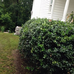 Bush Trimming by Stephen Reynolds reviewed on August 17, 2025