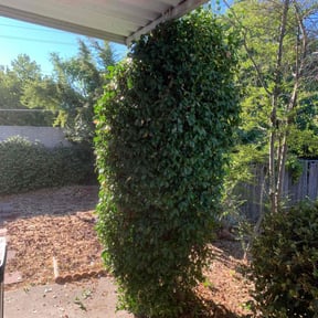 Bush Trimming by Lopez Landscaping reviewed on August 15, 2025