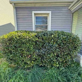 Bush Trimming by Journeyscape Lawn Maintenance and Services reviewed on March 24, 2026