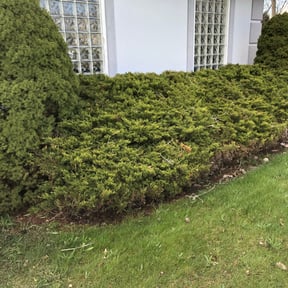 Bush Trimming by George Islas reviewed on August 19, 2025