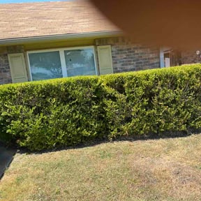 Bush Trimming by Kenmore landscaping reviewed on September 3, 2026