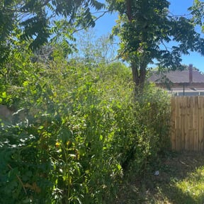 Bush Trimming by AMERICAN LANDSCAPING LLC reviewed on August 19, 2025
