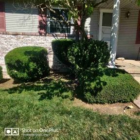 Bush Trimming by Yahweh's Way reviewed on August 20, 2025