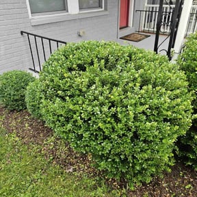 Bush Trimming by Tried & True Landscape reviewed on August 18, 2025