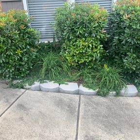 Bush Trimming by Team Mormon Outdoor Services Llc reviewed on August 15, 2025