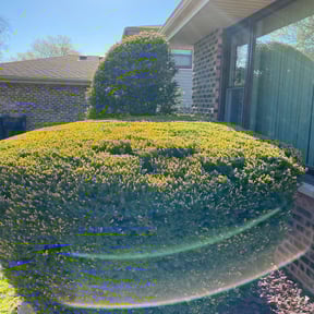 Bush Trimming by Pace Lawn and Garden reviewed on August 16, 2025