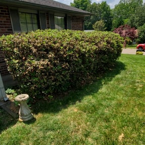 Bush Trimming by Top Lawn Companies, LLC reviewed on August 21, 2025