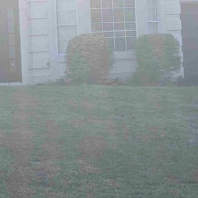 Bush Trimming by Kowtown Services reviewed on August 20, 2025