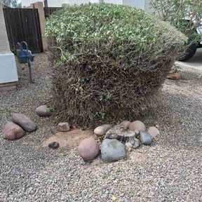 Bush Trimming by Beyond Clean reviewed on April 16, 2026