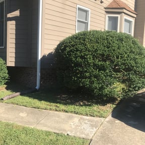 Bush Trimming by Flowers Landscaping reviewed on August 16, 2025