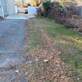 Leaf Removal by Christopher Collins reviewed on December 26, 2025