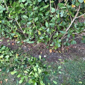 Bush Trimming by Aquarius Commercial Cleaning reviewed on August 17, 2025