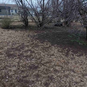 Leaf Removal by YardGrow reviewed on September 13, 2025