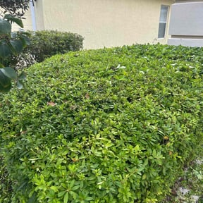 Bush Trimming by Anointed Services reviewed on August 18, 2025
