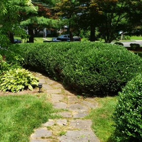 Bush Trimming by Royal Pro Lawn Management reviewed on August 20, 2025