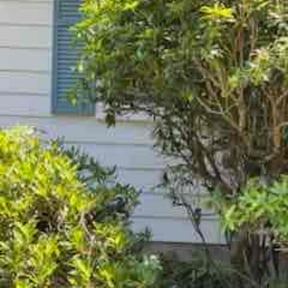 Bush Trimming by K's Lawn Care reviewed on August 19, 2025