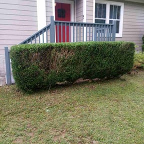 Bush Trimming by Heaven lawn care reviewed on August 18, 2025