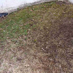 Leaf Removal by Green Cuts reviewed on September 10, 2025