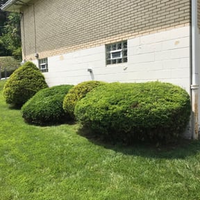 Bush Trimming by Creative Landscape Design reviewed on August 21, 2025