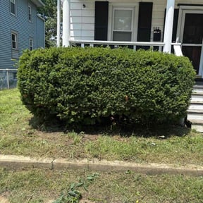 Bush Trimming by Double platinum lawn care reviewed on August 20, 2025