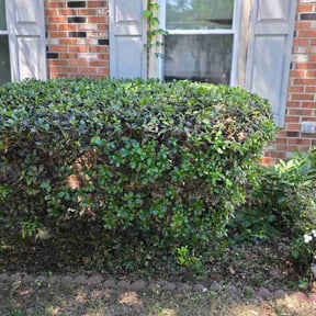 Bush Trimming by The Green Op reviewed on June 20, 2026