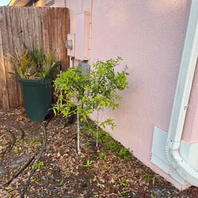 Bush Trimming by Genesis One Lawn and Tree Service reviewed on August 21, 2025