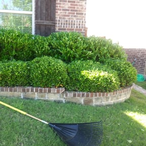 Bush Trimming by Pat's Lawn and hauling services reviewed on August 20, 2025