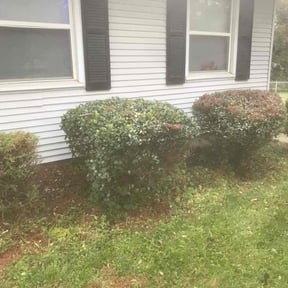 Bush Trimming by B&SS reviewed on August 18, 2025