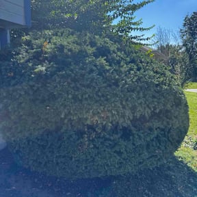 Bush Trimming by Charlie's property maintenance, llc reviewed on June 25, 2025