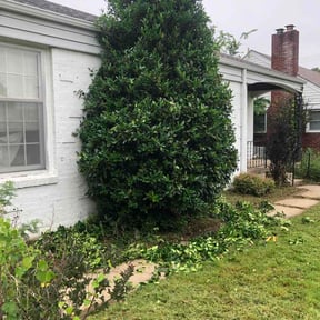 Bush Trimming by Las Tortugas LLC reviewed on May 17, 2026