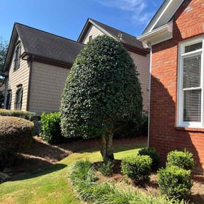 Bush Trimming by Lee services reviewed on July 18, 2025