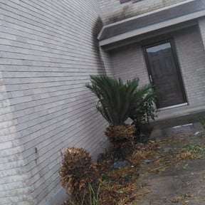 Bush Trimming by OG lawn services reviewed on August 19, 2025