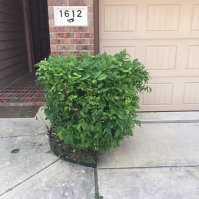 Bush Trimming by J.G.SupremeLandscaping LLC. reviewed on August 19, 2025