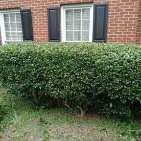 Bush Trimming by Copperfield Lawn reviewed on August 15, 2025