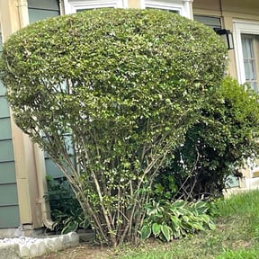 Bush Trimming by Chance Landscaping LLC reviewed on August 19, 2025