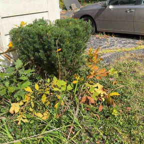 Bush Trimming by The cutter  lawn maintenance reviewed on November 22, 2025